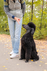 Elegant black poodle sits next to womans leg in park with fall leaves in background