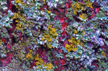 Lichens overgrown tree trunk, symbiosis of fungus and algae, indicator species