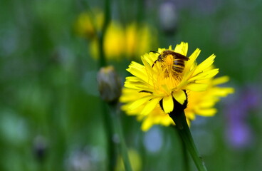 Biene auf gelbem Habichtskraut