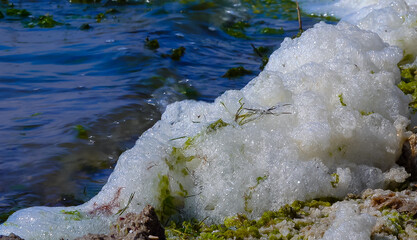 Environmental problem and pollution, eutrophication of a natural reservoir, dirty foam on the shore, Tiligul estuary