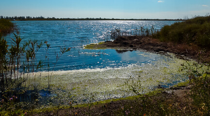 Dirty foam and rotting green algae near the shore in a salty hypertrophic lake in the Tiligul estuary