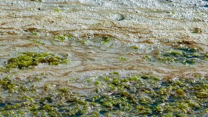 Dirty foam and rotting green algae near the shore in a salty hypertrophic lake in the Tiligul estuary