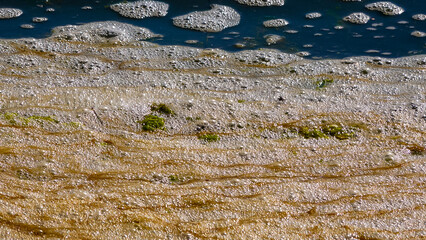 Dirty foam and rotting green algae near the shore in a salty hypertrophic lake in the Tiligul...