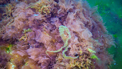 Underwater landscape, Black Sea. Green, red and brown algae on the seabed