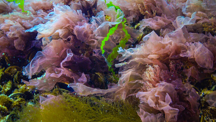 Underwater landscape, Black Sea. Green, red and brown algae on the seabed