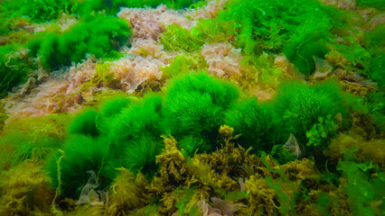 Underwater landscape, Black Sea. Green, red and brown algae on the seabed