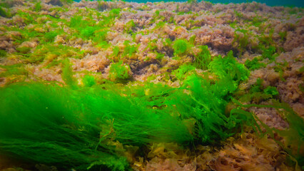 Underwater landscape, Black Sea. Green, red and brown algae on the seabed