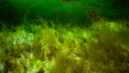 Underwater landscape, Black Sea. Green, red and brown algae on the seabed