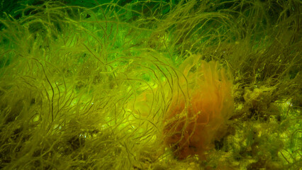 Underwater landscape, Black Sea. Green, red and brown algae on the seabed