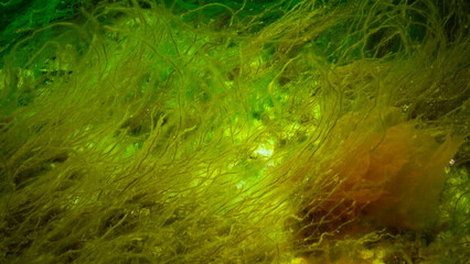 Underwater landscape, Black Sea. Green, red and brown algae on the seabed