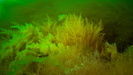 Underwater landscape, Black Sea. Green, red and brown algae on the seabed