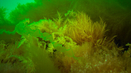 Underwater landscape, Black Sea. Green, red and brown algae on the seabed