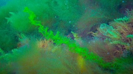 Underwater landscape, Black Sea. Green, red and brown algae on the seabed