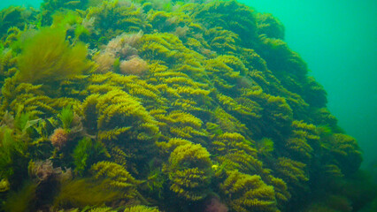 Black Sea, Hydroids Obelia, (coelenterates), Macrophytes Red and Green algae