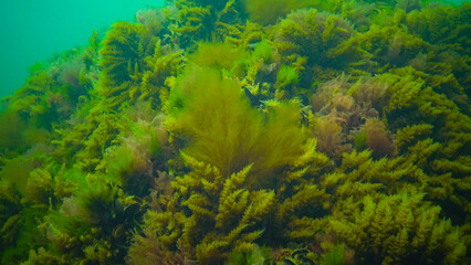Black Sea, Hydroids Obelia, (coelenterates), Macrophytes Red and Green algae