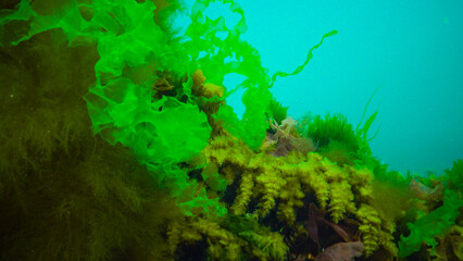 Underwater landscape, Black Sea. Green, red and brown algae on the seabed