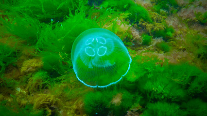 Moon jelly Aurelia aurita (moon jellyfish, common jellyfish) © Oleg Kovtun