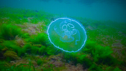 Moon jelly Aurelia aurita (moon jellyfish, common jellyfish) © Oleg Kovtun