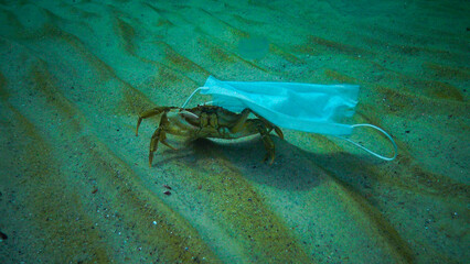 Large crab Carcinus entangled in medical mask, ocean pollution with plastic debris