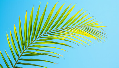 close-up view of a single palm leaf 