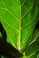 Fiddle-Leaf Fig (Ficus lyrata) leaf close-up in sunlight in close up. Vertical. Selective focus.