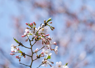 beauty bouquet pink Japanese cherry blossoms flower or sakura bloomimg on the tree branch.  Small fresh buds and many petals layer romantic flora in botany garden on blue sky.