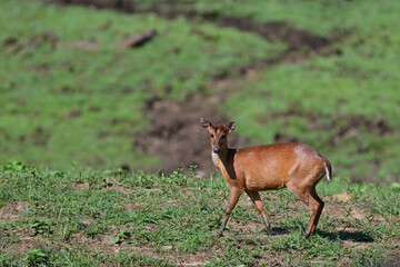 Muntjacs also known as the barking deer or rib-faced deer, are small deer of the genus Muntiacus native to South Asia and Southeast Asia.