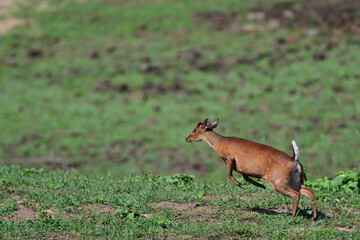 Muntjacs also known as the barking deer or rib-faced deer, are small deer of the genus Muntiacus native to South Asia and Southeast Asia.