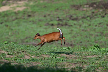Muntjacs also known as the barking deer or rib-faced deer, are small deer of the genus Muntiacus native to South Asia and Southeast Asia.