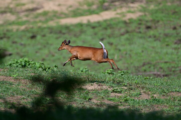 Muntjacs also known as the barking deer or rib-faced deer, are small deer of the genus Muntiacus native to South Asia and Southeast Asia.