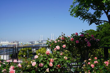 横浜、ベイブリッジ、薔薇、ピンク