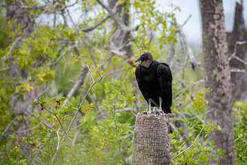 Black vulture