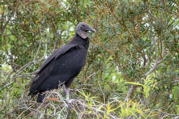Black vulture