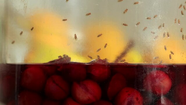 Drosophila fruit flies in a jar with sour compote