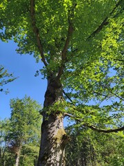 Baum im frischen Grün vor Himmelblau