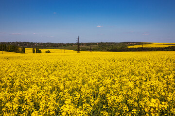Yellow rapeseed field in the field and picturesque sky with white clouds. Blooming yellow canola flower meadows. Rapeseed crop in Ukraine.