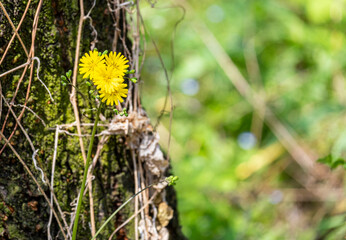beautiful Ixeris debilis small yellow flowers in natural wild park . fresh herbal floral blossom with green leaves soft petal in tropical plant