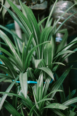 Obraz premium A pandan plant with its long, green leaves, known for its fragrant aroma and culinary uses.