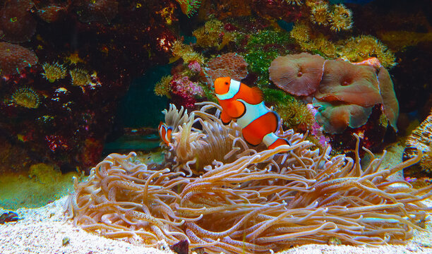 Clown fish, Anemonefish (Amphiprion ocellaris) swim among the tentacles of anemones