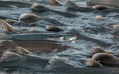 Salmon spawning