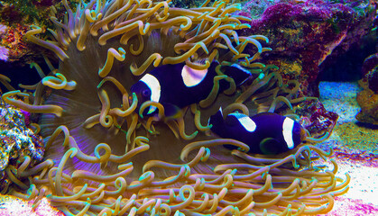 Clown fish, Anemonefish (Amphiprion polymnus), symbiosis of fish and anemones