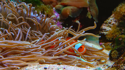 Clown fish, Anemonefish (Amphiprion ocellaris) swim among the tentacles of anemones