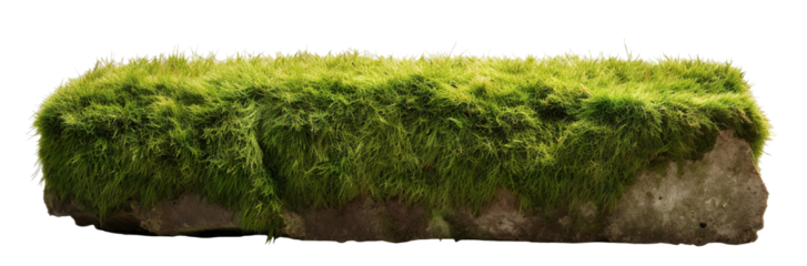 Patch of fresh green lawn grass, cut out