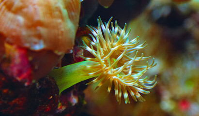 Tentacles of large sea anemone in a marine aquarium © Oleg Kovtun