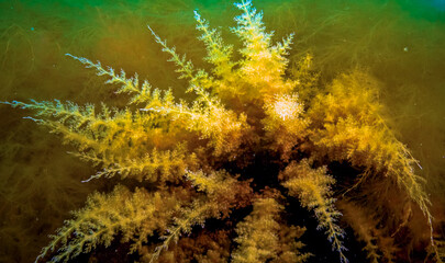 Black Sea, Hydroids Obelia, (coelenterates), Macrophytes Red and Green algae