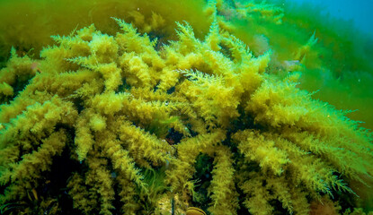 Black Sea, Hydroids Obelia, (coelenterates), Macrophytes Red and Green algae