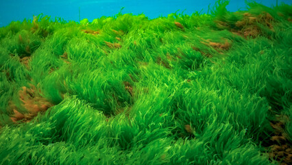Underwater landscape, Black Sea. Green, red and brown algae on the seabed