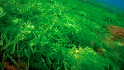 Underwater landscape, Black Sea. Green, red and brown algae on the seabed