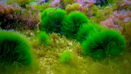 Underwater landscape, Black Sea. Green, red and brown algae on the seabed