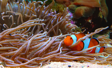 Clown fish, Anemonefish (Amphiprion ocellaris) swim among the tentacles of anemones